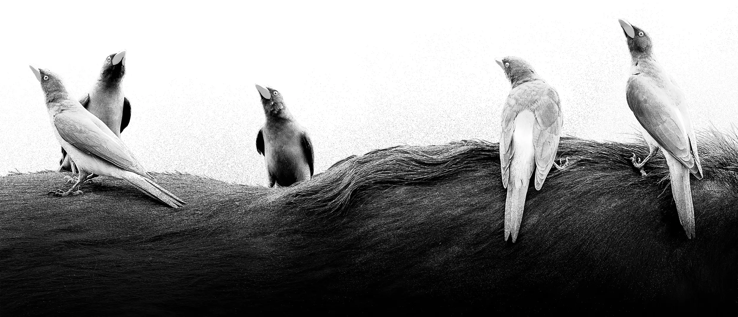 Footer Birds