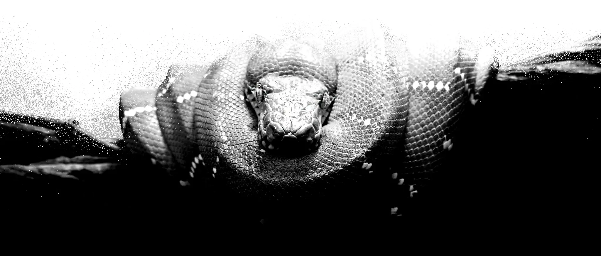 footer reptile