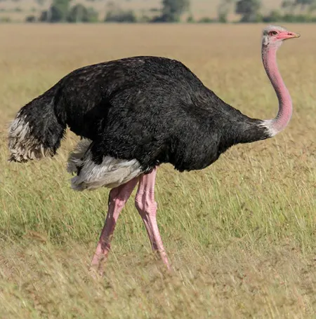 Struthio camelus