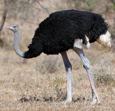 Struthio molybdophanes