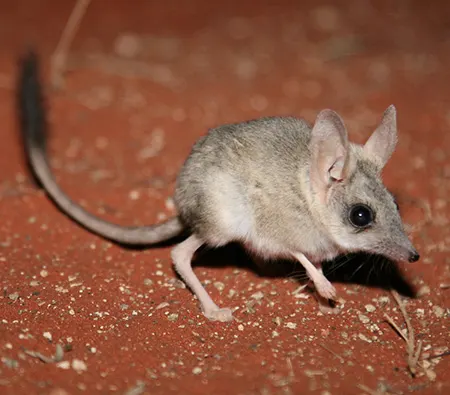 antechinomys laniger