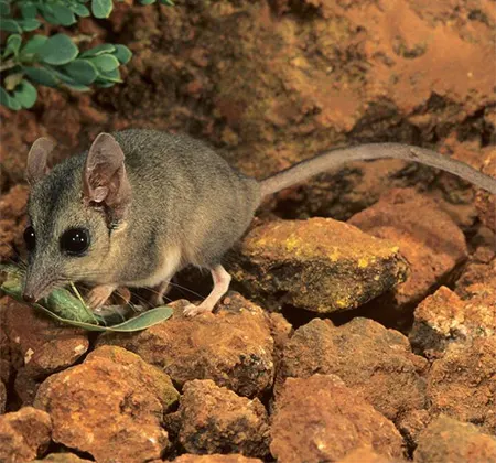 antechinomys longicaudatus