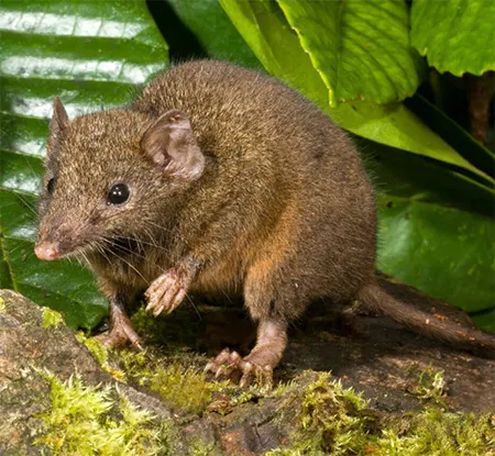 antechinus adustus