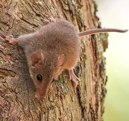 antechinus agilis