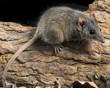 antechinus argentus