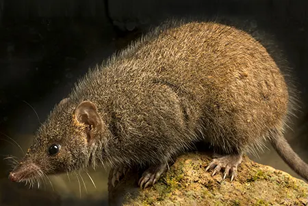 antechinus arktos