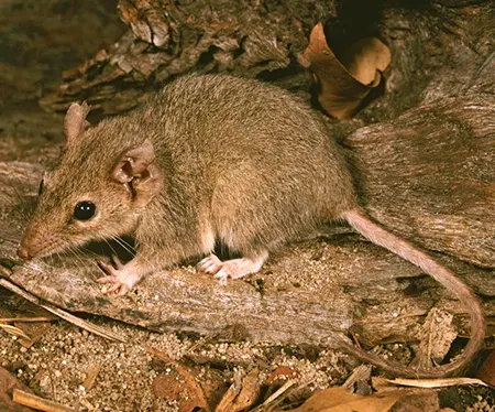 antechinus bellus
