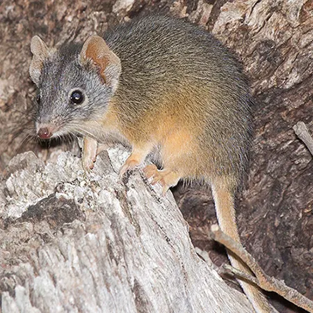 antechinus flavipes
