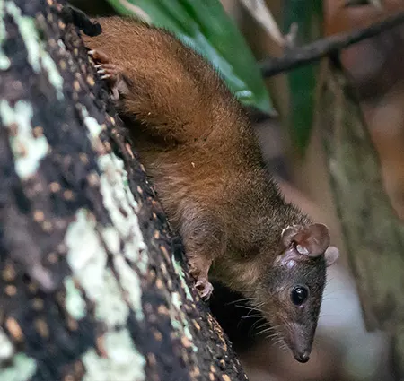 antechinus godmani
