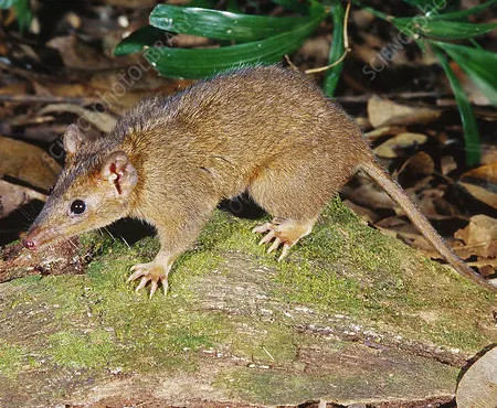 antechinus leo