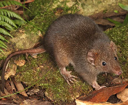 antechinus mimetes