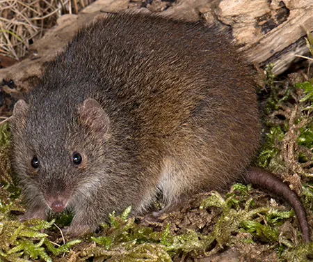 antechinus minimus