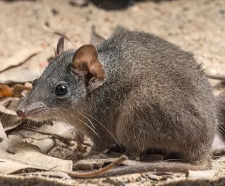 antechinus mysticus