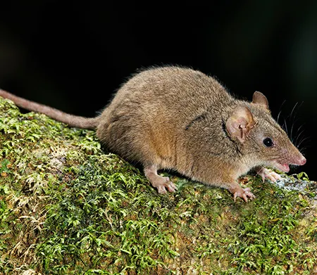 antechinus subtropicus