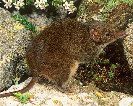 antechinus swainsonii