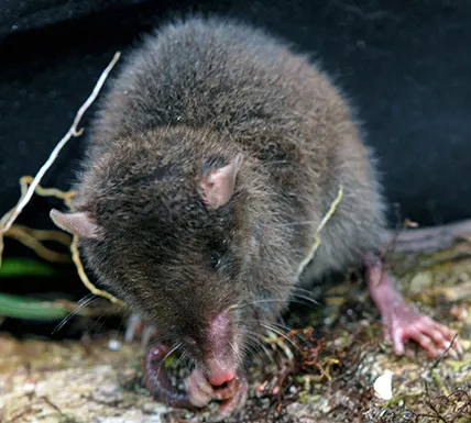 caenolestes convelatus