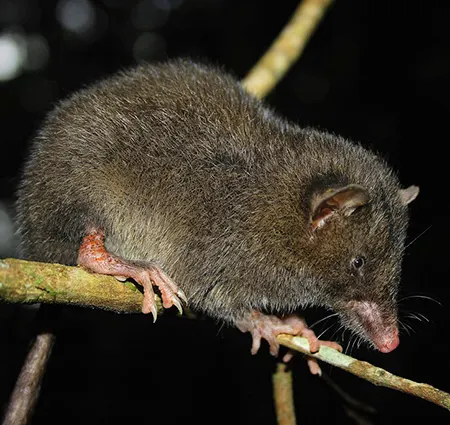 caenolestes fuliginosus