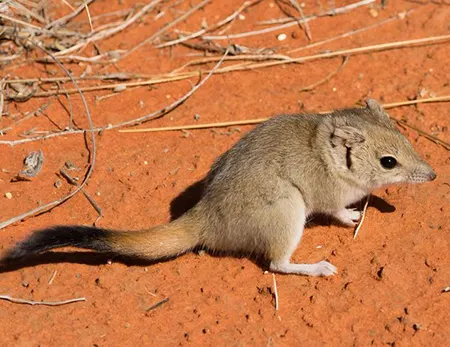 dasycercus blythi