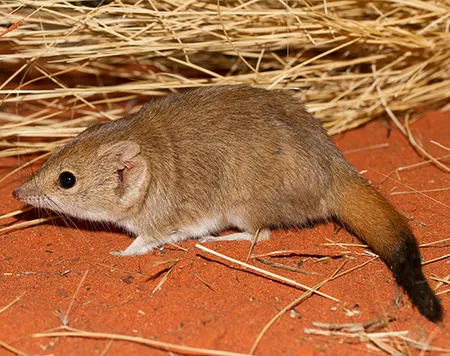 dasycercus cristicauda