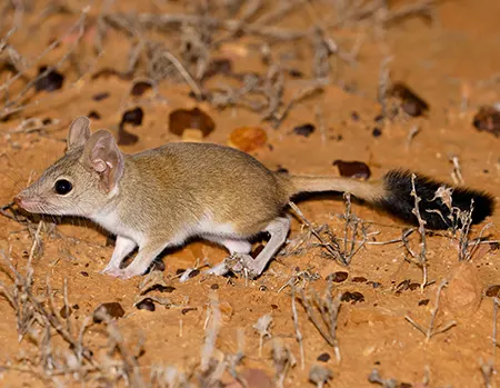 dasyuroides byrnei