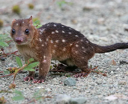 dasyurus albopunctatus