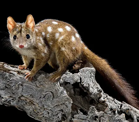 dasyurus geoffroii