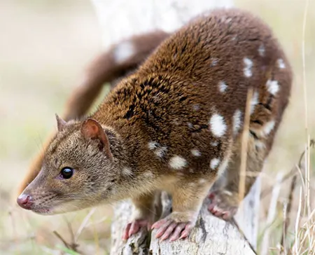 dasyurus hallucatus