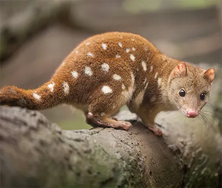 dasyurus maculatus