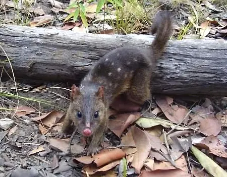 dasyurus spartacus