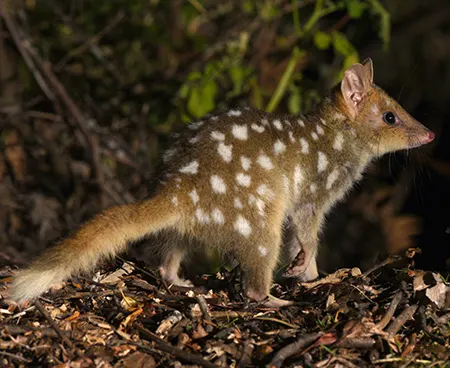 dasyurus viverrinus
