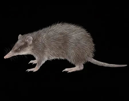 Echymipera echinista