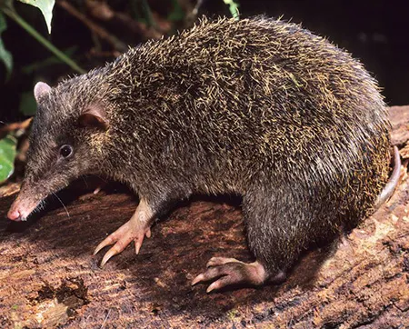 echymipera kalubu