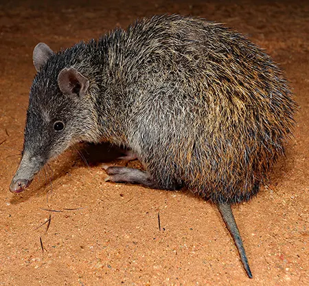 echymipera rufescens