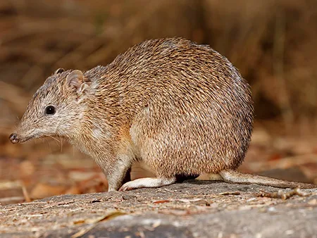 isoodon auratus