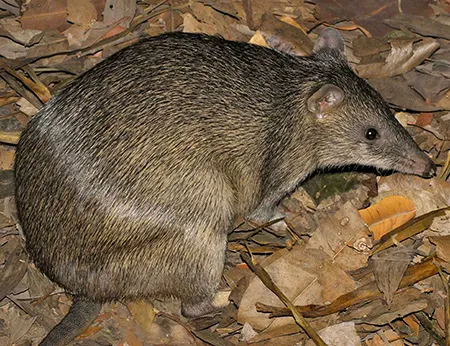 isoodon macrourus