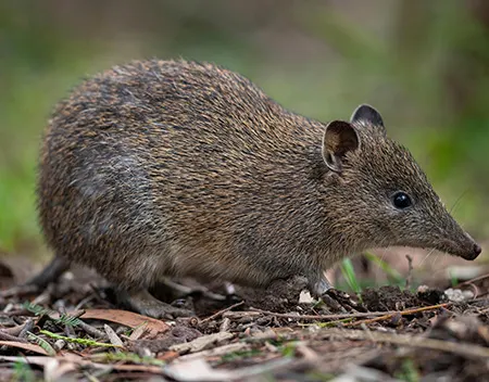 isoodon obesulus