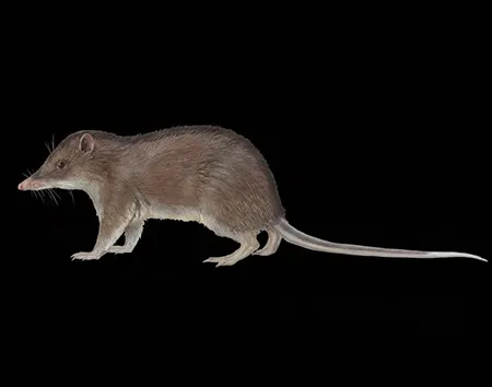 Microperoryctes aplini