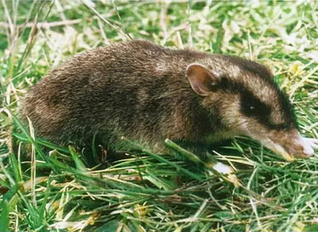 microperoryctes longicauda