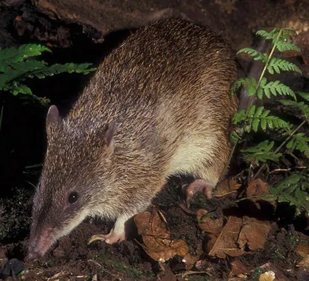 microperoryctes murina