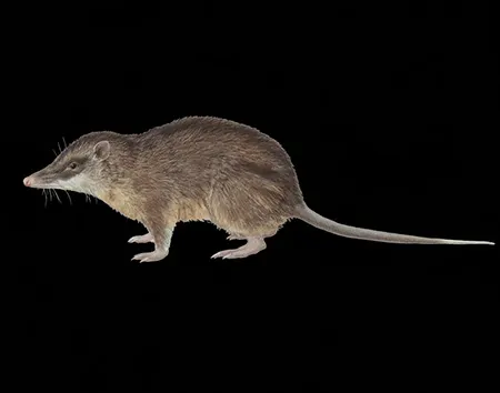 Microperoryctes papuensis