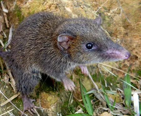 murexia habbema