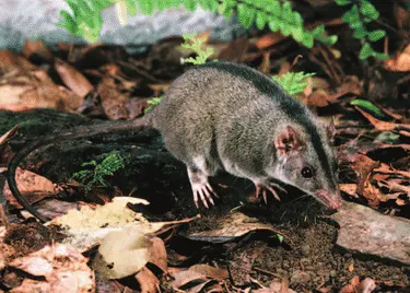 murexia longicaudata