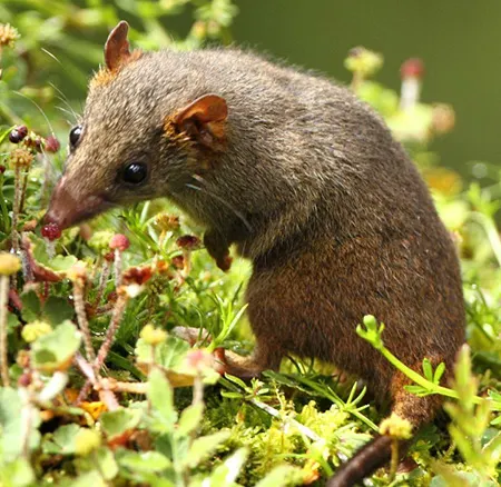 murexia melanurus