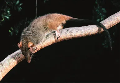 murexia naso