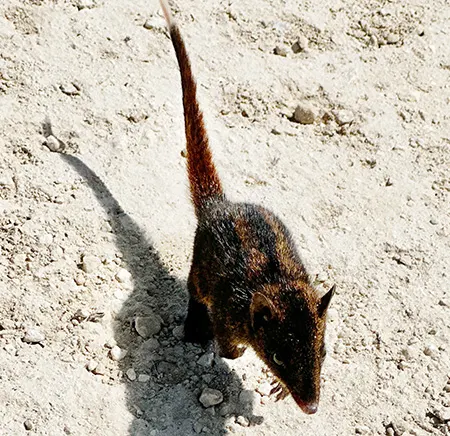 myoictis leucura
