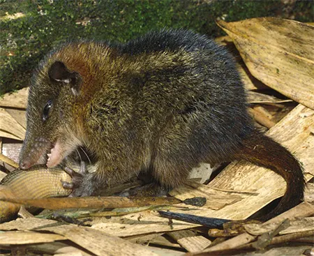 myoictis melas
