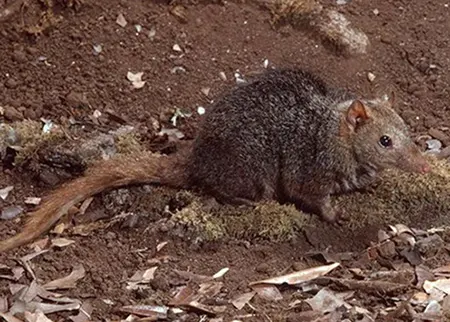 myoictis wallacii
