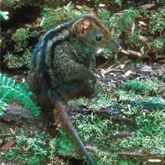myoictis wavicus
