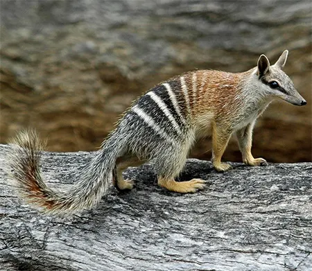 myrmecobius fasciatus