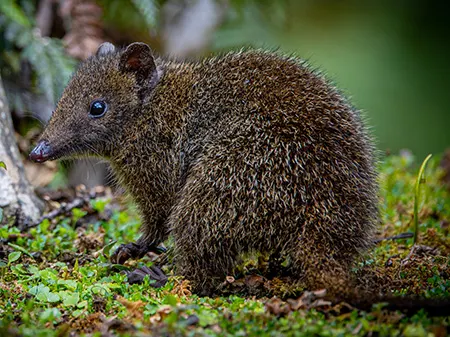 neophascogale lorentzii